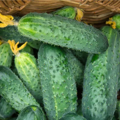 BIO Okurka nakládačka Diamant F1 - Cucumis sativus - prodej bio semen - 8 ks