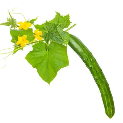 BIO Okurka salátová Flamingo F1 - Cucumis sativus - prodej bio semen - 4 ks