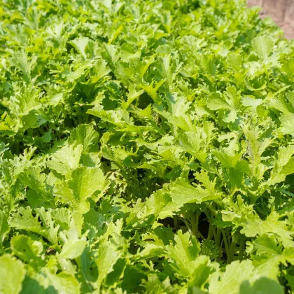 Hořčice Wasabina - Brassica juncea - prodej semen - 120 ks