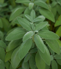 BIO Šalvěj lékařská - Salvia officinalis - prodej bio semen - 30 ks