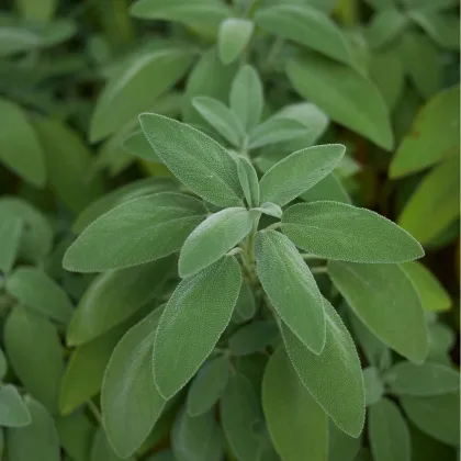 BIO Šalvěj lékařská - Salvia officinalis - prodej bio semen - 30 ks