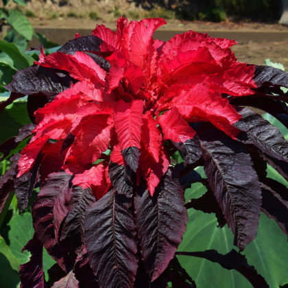 Laskavec trojbarevný červený - Amaranthus tricolor - prodej semen - 270 ks