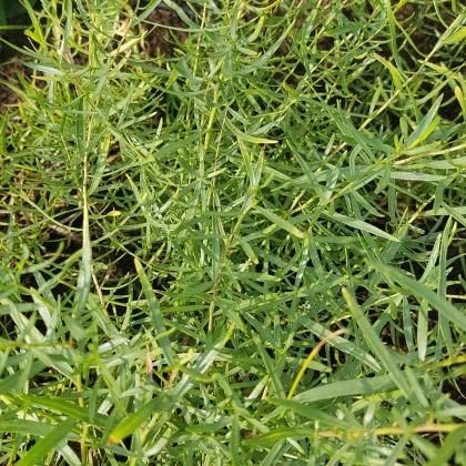 BIO Pelyněk kozalec - Artemisia dracunculus - prodej bio semen - 0,1 g