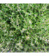 BIO Saturejka zahradní - Satureja hortensis - prodej bio semen - 1 g