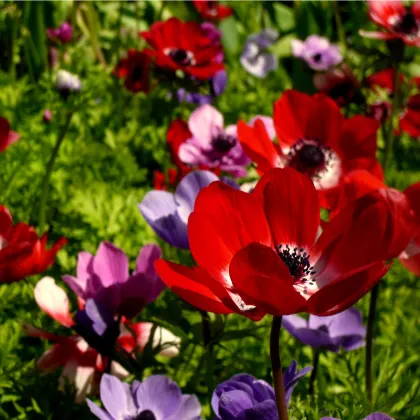 Sasanka St. Brigit směs barev - Anemone - prodej cibulovin - 3 ks