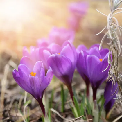 Krokus podzimní Specious - Crocus - prodej cibulovin - 3 ks