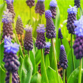 Modřenec širokolistý - Muscari latifolium - prodej cibulovin - 5 ks