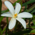 Ladoňka sibiřská bílá - Scilla siberica alba - prodej cibulovin - 3 ks