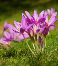 Ocún podzimní - Colchicum autumnale - prodej cibulovin - 1 ks