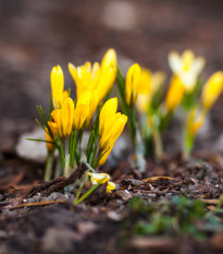 Krokus Romance žlutý - Crocus chrysanthus - prodej cibulovin - 3 ks