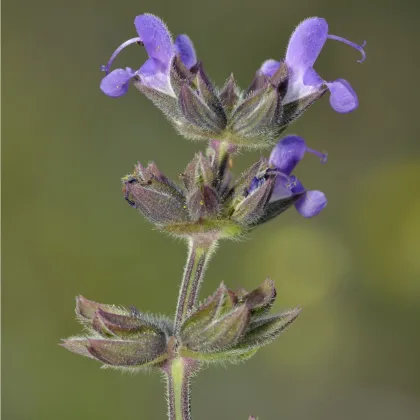 Šalvěj sporýšová - Salvia verbenaca - prodej semen - 50 ks