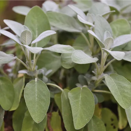 Šalvěj lékařská - Salvia officinalis - prodej semen - 20 ks