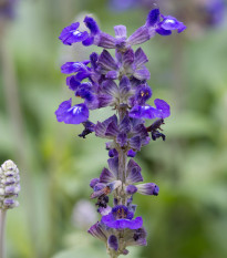 Šalvěj transylvanská Blue Spires - Salvia transylvanica - prodej semen - 12 ks