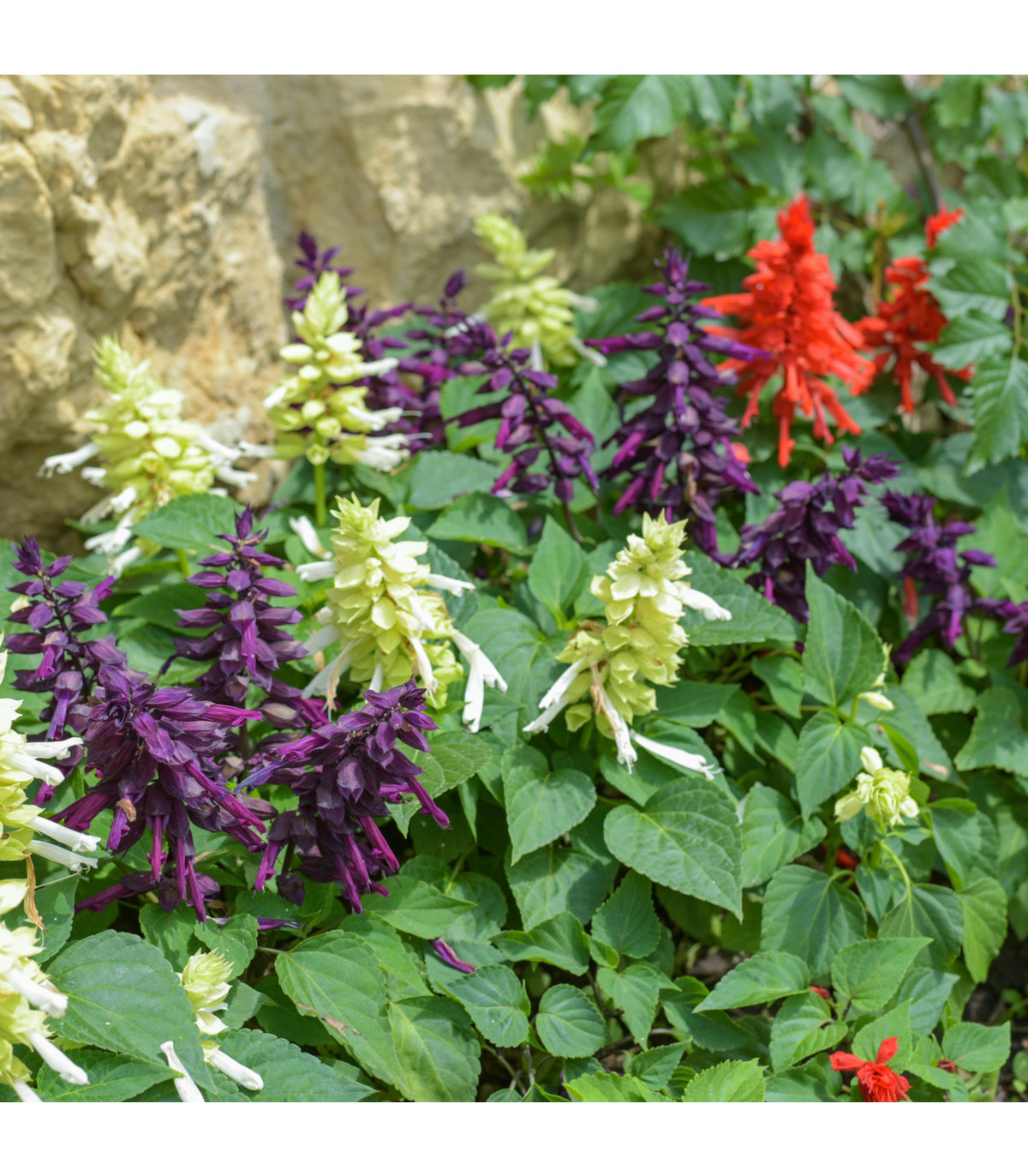 Šalvěj zářivá mix barev - Salvia splendens - prodej semen - 15 ks