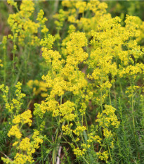 Svízel syřišťový - Galium verum - prodej semen - 250 ks