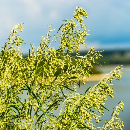 Pelyněk pravý - Artemisia Absinthium - prodej semen - 0,02 g