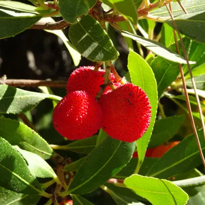 Jahodový strom - Planika obecná - Arbutus unedo - prodej semen - 5 ks