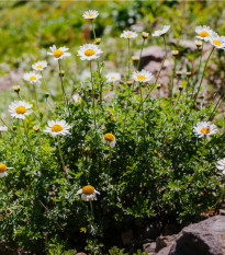 Rmen rolní - Anthemis arvensis - prodej semen - 0,2 g