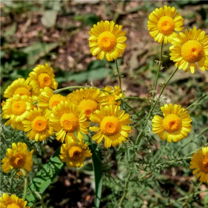 Rmen barvířský - Anthemis tinctoria - prodej semen - 500 ks