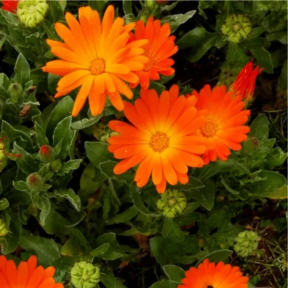 Měsíček lékařský Pacific Beauty - Calendula officinalis - prodej semen - 30 ks