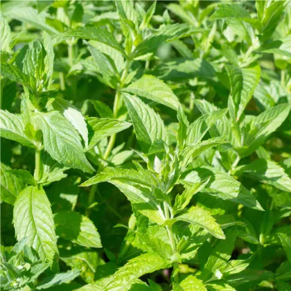 Máta dlouholistá - Mentha longifolia - prodej semen - 20 ks