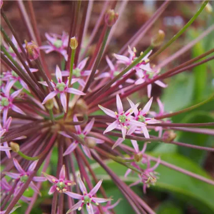 Česnek Schubertii - Allium - prodej cibulovin - 3 ks