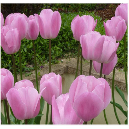 Tulipán Pink Diamond- Tulipa - cibuloviny - 3 ks