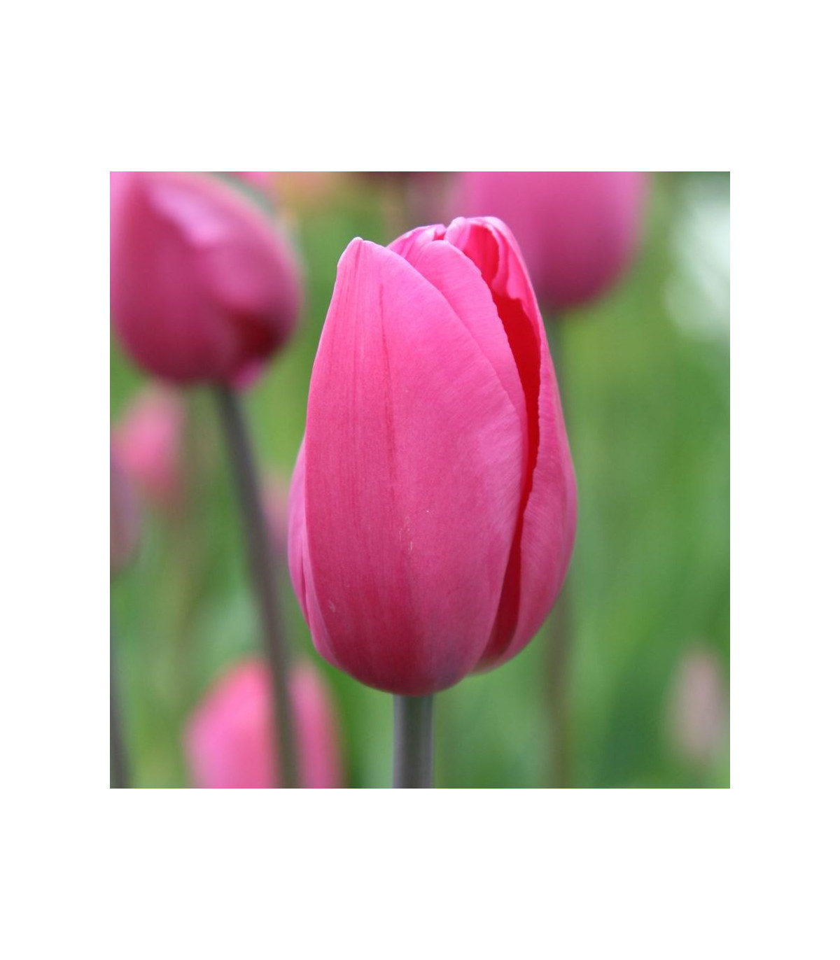 Tulipán Don Quichotte - Tulipa - prodej cibulovin - 3 ks