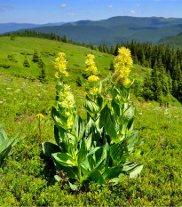 Hořec žlutý - Gentiana lutea - prodej semen - 8 ks