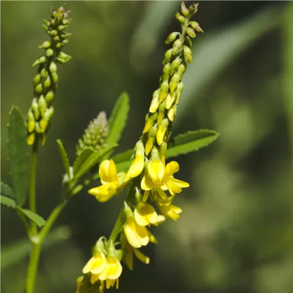 Komonice lékařská - Melilotus officinalis - prodej semen - 30 ks