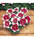 Petúnie mnohokvětá Red Frost F1 - Petunia multiflora - prodej semen - 20 ks
