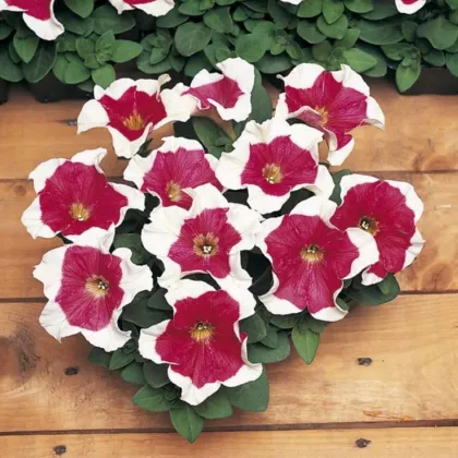 Petúnie mnohokvětá Red Frost F1 - Petunia multiflora - prodej semen - 20 ks