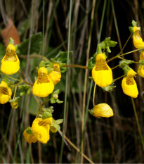 Pantoflíček celolistý - Calceolaria Andina - prodej semen - 5 ks