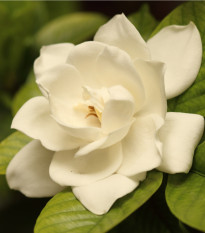 Gardénie - Gardenia jasminoides - prodej semen - 6 ks