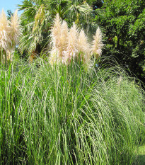 Pampas stříbrný - Cortaderia selloana - prodej semen - 10 ks