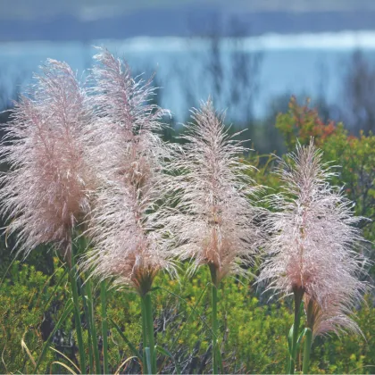 Pampová tráva růžová - Pampas Cortaderia selleona - prodej semen - 10 ks