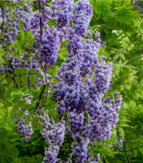 Vistárie čínská - Wisteria sinensis - prodej semen - 2 ks