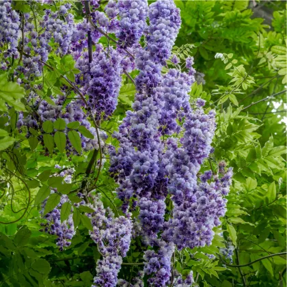 Vistárie čínská - Wisteria sinensis - prodej semen - 2 ks