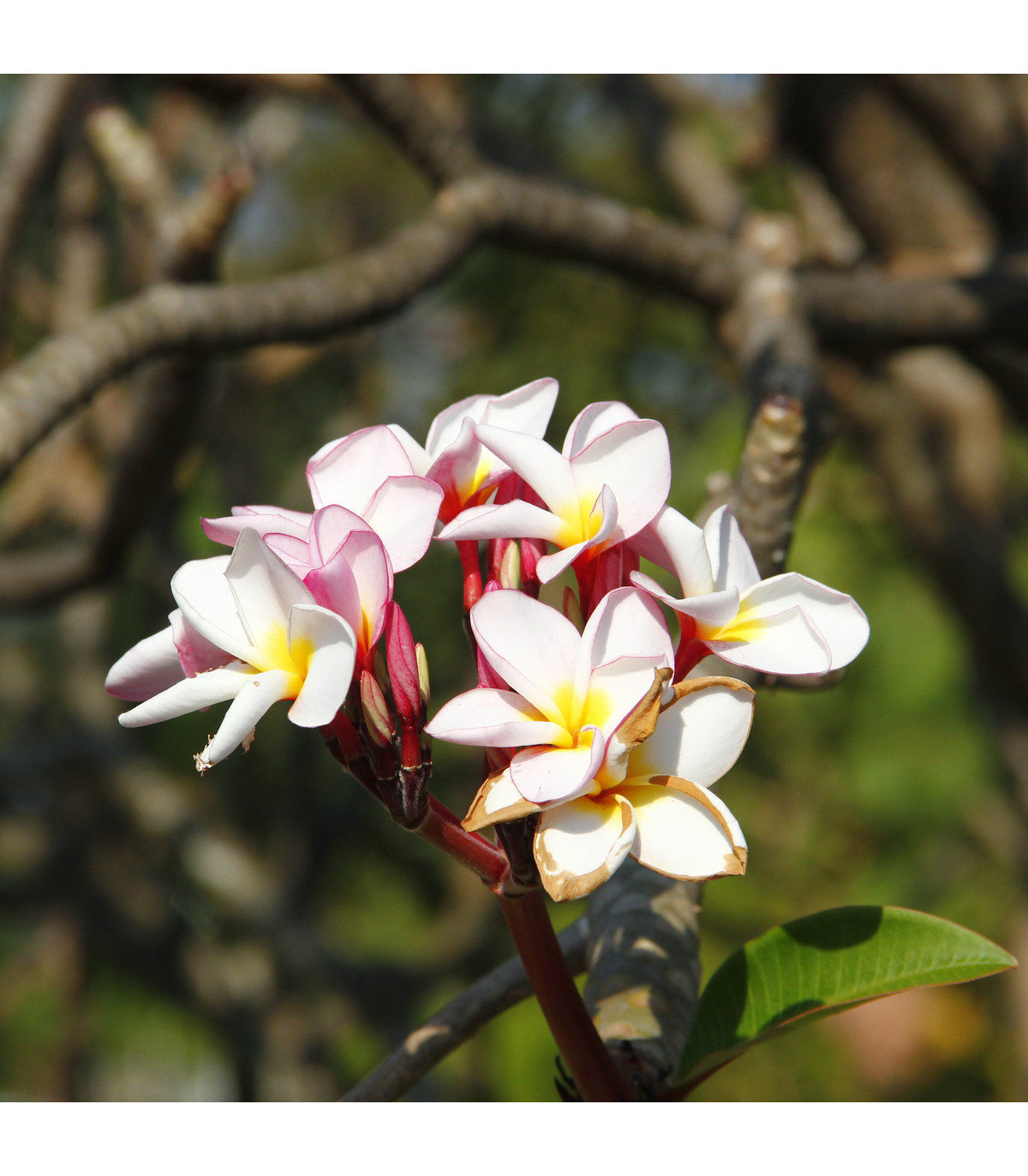 Plumérie Havajská květina - Plumeria - prodej semen - 3 ks