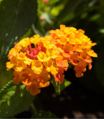 Lantana měňavá - Lantana camara - prodej semen - 10 ks