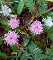 Citlivka stydlivá - Mimóza - Mimosa pudica - prodej semen - 5 ks