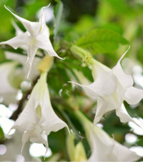 Brugmansie bílá - Andělská trubka bílá - Brugmansia arborea - prodej semen - 10 ks