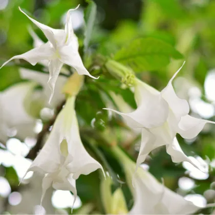 Brugmansie bílá - Andělská trubka bílá - Brugmansia arborea - prodej semen - 10 ks