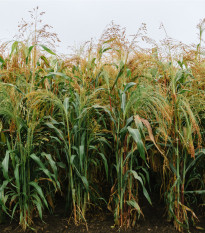 Čirok obecný - Sorghum bicolor - prodej semen - 10 ks