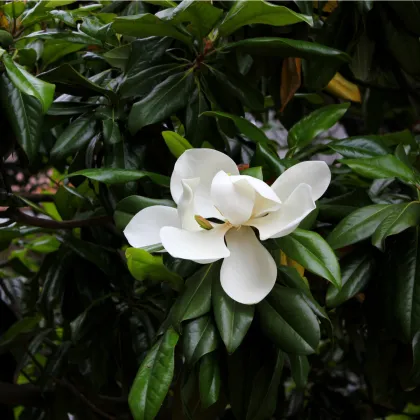 Magnólie velkokvětá - Magnolia grandiflora - prodej semen - 5 ks