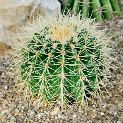 Ferokaktus- Ferocactus- semena Ferokaktusu- 6 ks