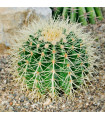 Ferokaktus- Ferocactus- semena Ferokaktusu- 6 ks