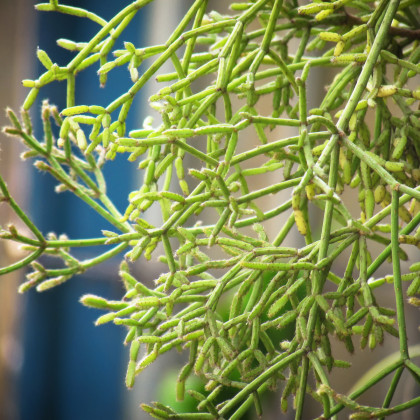 Kaktus velikonoční - Rhipsalis - prodej semen - 5 ks