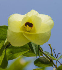 Bauhinie plstnatá - Bauhinia tomentosa - prodej semen - 4 ks