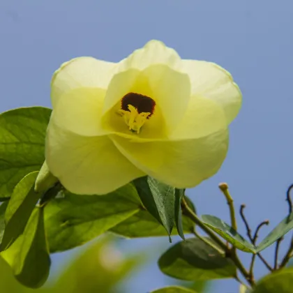 Bauhinie plstnatá - Bauhinia tomentosa - prodej semen - 4 ks